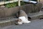猫は個体と思いがちだが流体であるという