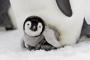 ペンギンの赤ちゃんが大好きな飼育員さんを見つけた時の喜び方がかわいすぎィッwwwwwwwww