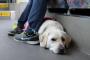 盲導犬連れてた人が買い物してたので「お手伝いしましょうか？」→周りの人も手伝ってくれたんだが…