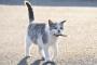 猫さん、魚が好きすぎて反応が早いｗｗｗｗｗ(※画像あり)