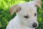 【再掲】 うちの犬、何故か花が好きみたいで、時々花屋の前で踏ん張って動かなくなる