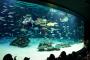 【画像】魚が大量死したサンシャイン水族館の大水槽の悲壮感がすごい
