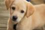 仕事を辞める。犬を飼う。散歩に出かける。帰る。犬がいる。