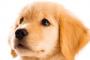 今飼ってる犬を1億円で売れるとしたらどうする？ 	