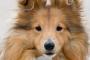 【再掲】母が話していたが、うちの犬は、  私が電車から降りるのが、自宅庭に居てわかるようだ。