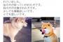 【悲報】Twitter民のおじいちゃんの飼っていた犬が交換されてしまう 	