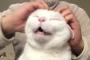 口を大きく開けてゴロゴロと喉を鳴らす日本の猫（海外の反応）