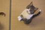 【画像56枚】ワイが淡々と猫gifを貼ってくスレ