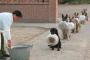 お利口犬の集団じゃ