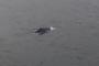 【動画】東京湾にクジラが出現し5chが騒然！→ ・・・これなんかヤバいの？