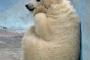 【画像】考えるクマー