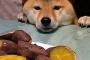 柴犬『これはうまいのか（＾ω＾）？』