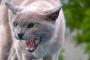 猫さん達による、集団ペロ・・・可愛すぎ！！！(※画像あり)