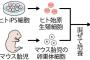 【悲報】京都大学さん、遂に女さん無しで子供を作れる技術を開発してしまう