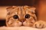 【画像】寝てたのにご飯の匂いがして寝起きの可愛い顔をした猫がこちらｗｗｗｗ