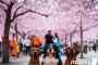 【韓国の反応】日本に春が再び来た…台風が作った「秋の桜」