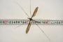 【画像】25.8cmの巨大な蚊、ギネス認定