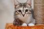 猫さん、ゴミ箱に隠れて主人を困惑させるｗｗｗｗｗ(※動画あり)