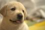 【朗報】犬を飼った時メリットがすごすぎるんやがwwwwwwww