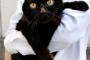 【画像】警察署のアイドルだった黒猫、飼い猫になる