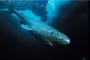 【超絶怒涛】世界で最も速いとされる海洋生物ランキングBEST15がヤバすぎるｗｗｗｘｗｗｗｘｗｗｗ 	