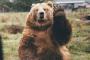 【衝撃】自宅敷地内でクマと出会った男、とんでもない事になってしまう・・・・
