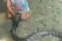 【動画】赤ちゃんVSキングコブラ