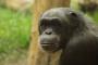 【コロナ悲報】タイの動物園に非難の声→ その理由ｗｗｗｗｗｗｗｗ（動画あり）