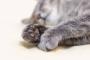 【悲報】猫ちゃん、自分の脚と格闘する