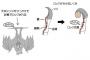 【画像有】こうもりの仕組み