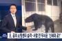 日本で相次ぐクマ被害…人間を恐れない新世代のクマ？新型コロナとも関連があるという分析も＝韓国の反応