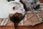 【ねこ】今日も枕営業中