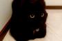 【ねこ画像】まっくろくろすけ、キジトラとくろあんよ ほか
