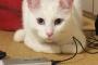 【ねこ動画】しろねこ、添い寝ねこ、わんこといっしょ ほか