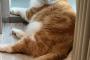 【悲報】HIKAKINの猫、限界突破w