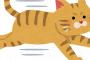 【凄いｗ】ネッコ、見事なサイドターンを決めるｗｗｗｗｗ