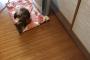 やる気のない柴犬