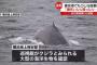 【速報】東京湾にもクジラ出現ｗｗｗｗｗｗｗｗｗ