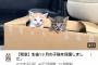 【朗報】もちまる日記さん、最近再生回数が減ってきたところで偶然にも生後1ヶ月の捨て猫を2匹拾う