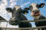【衝撃画像】中国の牛達、ガチで『ヤバイ状態』になってしまう！！！！