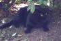日比谷公園でワイルドな猫さんに会った【再】