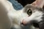 【ねこ画像】ハチワレだっこ、仲良しねこ、肉球がみえてるよ ほか【再】