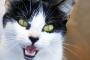 堤防に仰向けに野良猫が寝ていた。近づいても、うちの猫がシャーと言っても気づかない。腹をポンポンしてみた。起きない。具合でも悪いのかと心配になってつかんでみたら【再】