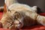 ねこって溜め息付くよね  うちのは俺が布団で夜寝る時腕枕で一緒に寝るんだけど決まって溜め息付く。。。【再】