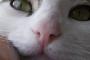 猫は猫嫌いな人に寄って行きやすいらしいな。【再】