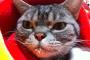 【ねこ画像】ミルク飲んだねこ、ねむねむねこ、こたつに集合！ ほか【再】