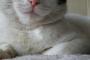 【ねこ画像】ベッドでごろごろ、香箱座りのマスクねこ、丸くなる ほか【再】