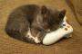 ねこリセットとこの妨害、どっちがつよいのか・・・【再】