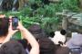 白浜町長「パンダいないから、台湾に代わりの動物頼んだら日本にいるのしかおらん