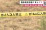 新聞配達員を襲ったヒグマ、事件現場にまた現れる